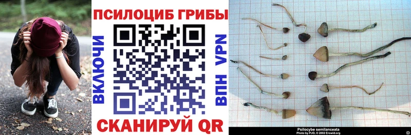 Галлюциногенные грибы Cubensis  Купить  Петров Вал 